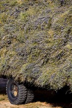 Trailer loaded with freshly harvested Lavender (Lavandula angustifolia)