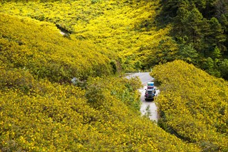 Fully loaded vehicle driving through fields of Tree marigold