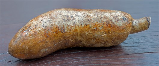 Manioc or Cassava (Manihot esculenta)