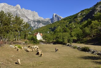 Herder with sheep in Theth or Thethi valley