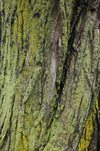 Lichen on tree bark