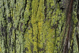 Lichen on tree bark