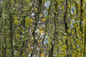 Lichen on tree bark
