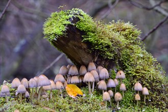 Stump fairy helmet (Mycena stipata) growing on moss-covered dead wood