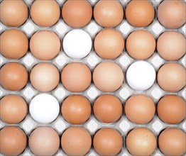 Single white eggs between brown eggs on an egg tray