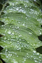 Raindrops on the leaves of a lily (Liliaceae)