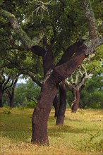 Cork oaks (Quercus suber)