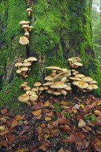 Honey fungus (Armillaria) growing on an old moss-covered beech trunk (Fagus sylvatica)