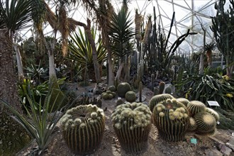 Cacti vegetation with Golden Barrel Cactus or Mother-in-Law's Cushion (Echonocactus grusonii)