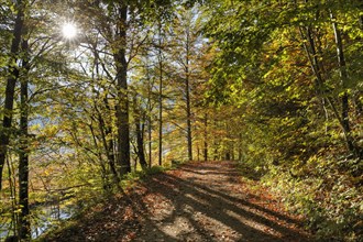 Path in a beech forest on lake Offensee