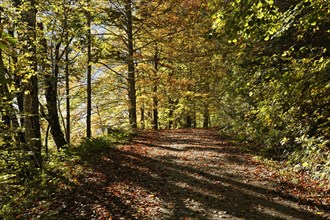 Path in a beech forest on lake Offensee in autumn