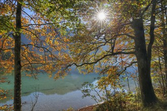 European Beeches (Fagus sylvatica) on lake Offensee in autumn