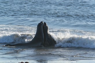 Two Northern Elephant Seals (Mirounga angustirostris) in the surf