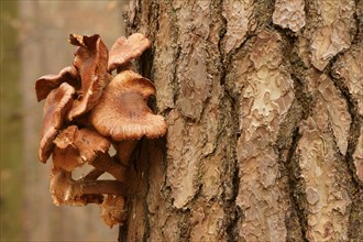 Common Honey Fungus (Armillaria mellea) on a pine tree