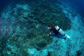 Diver at a coral reef