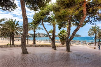 Pine trees on the beach promenade of Santa Ponsa