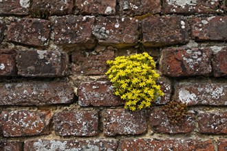 Masonry wall with a flowering plant