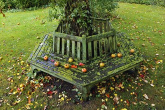 Moss-covered hexagonal bench around an apple tree in autumn