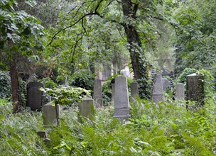 Gravestones between ferns