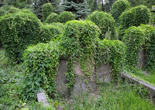 Graves overgrown with ivy