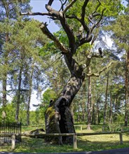Bosdorf oak at Baruther Glashuette museum village