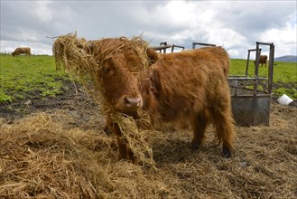 Young Scottish Highland cow or Kyloe