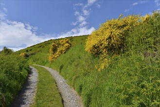 Dirt road lined with Scotch Broom (Cytisus scoparius)