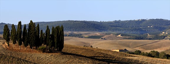 Cypress-grove on ploughed field