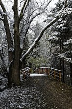 Path and a wooden footbridge in a forest