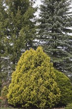 Cedar and tall evergreen trees in the 'Jardin du Grand Portage' garden in spring