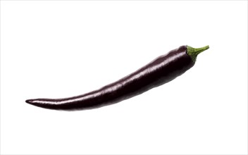 Black chili pepper