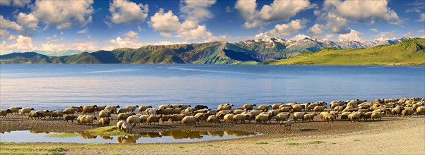 Sheep along the shoreline of Lake Van