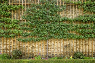 Fruit trellises with historical pears