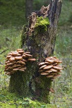 Darker Honey Mushroom (Armillaria ostoyae)