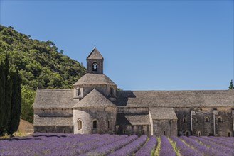 Cistercian Senanque Abbey with lavender field