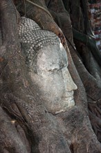 Sandstone head of a Buddha statue