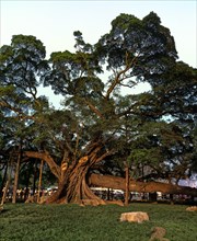 Large Banyan (Ficus benghalensis)