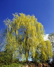Babylon Willow or Weeping Willow (Salix babylonica) in spring