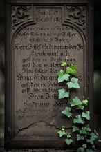 Ivy (Hedera helix) growin on grave stone