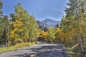 A road on the Wheeler Peak in fall