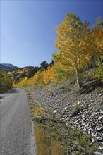 A road on the Wheeler Peak in fall