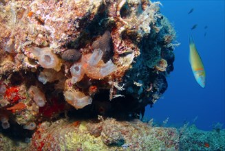 Ascidians or Sea squirts (Halocynthia sp.)