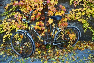 Boston Ivy or Japanese Creeper (Parthenocissus tricuspidata) on a wall with a bicycle