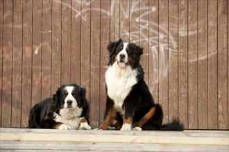 Two Bernese Mountain Dogs