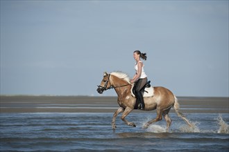 Woman galloping on a Haflinger horse through the water at the beach