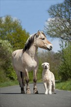Golden Retriever and a Fjord horse standing on a street