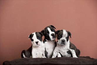 Three Continental Bulldog puppies sitting on a pillow