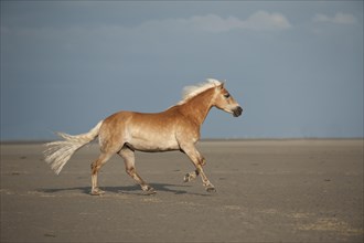 Haflinger horse galloping along the beach