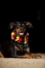 Doberman mixed breed dog wearing a garland around its neck in German colours