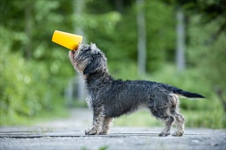 Wire-haired Dachshund drinking from a cup